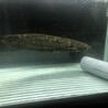 イワトコナマズ　3歳 サムネイル1