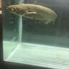 イワトコナマズ　3歳 サムネイル2