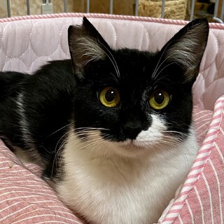 ゴールドアイの女の子