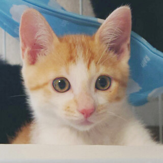 生後2か月のチャシロウくん