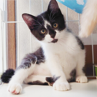 生後2か月の黒白カブくん