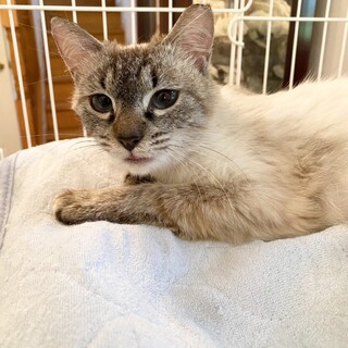 小柄でかわいいシャムMIX女の子