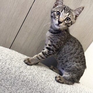 セラピー猫さん！小顔美人2ヶ月半