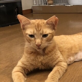 8/3譲渡会参加　茶トラ　女の子　ちや