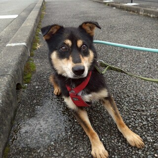 まろ眉が可愛い【ノワ】ちゃん