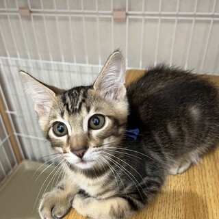 山男：人馴れ最強の男の子です