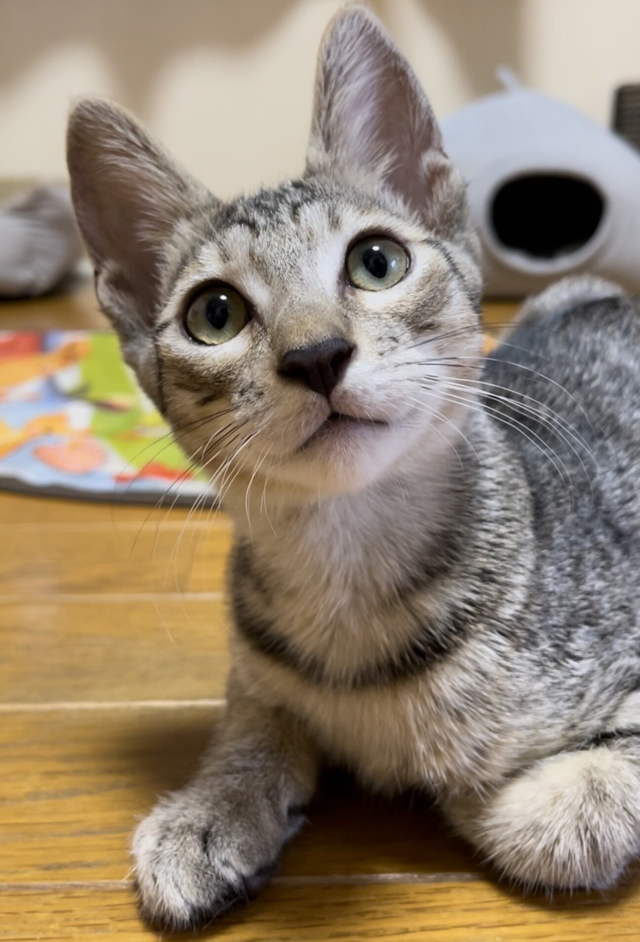 ⭐︎睦月ページ⭐︎のびねこ8種 ⭐︎睦月様専用ページ⭐︎のびねこ8種 キャラクターグッズ