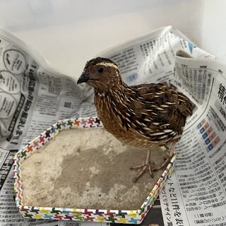 並ウズラ雄9ヶ月　里親募集してます！