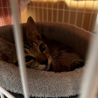 犬・お兄ちゃんと仲良し！キジ猫すいちゃん