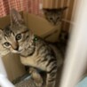 犬・妹と仲良し！抱っこして〜！キジ猫レンくん サムネイル7
