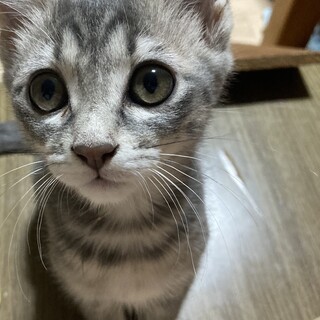 人慣れしたかわいい保護猫の里親さんを探しています