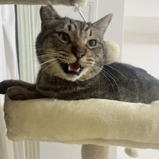 キジトラ猫の里親募集中