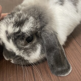 ホーランドロップの女の子