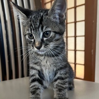 珍しい黒キジ柄のラン！ベタ慣れの甘えん坊！