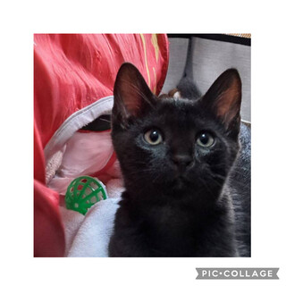 元気いっぱい黒猫の仔猫ちゃん♡