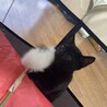 元気いっぱい黒猫の仔猫ちゃん♡ サムネイル2
