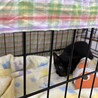 元気いっぱい黒猫の仔猫ちゃん♡ サムネイル6