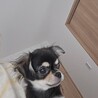かしこいテリーくん☆4ヶ月のチワワの子犬  サムネイル4
