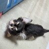 かしこいテリーくん☆4ヶ月のチワワの子犬  サムネイル7