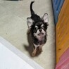 かしこいテリーくん☆4ヶ月のチワワの子犬  サムネイル3