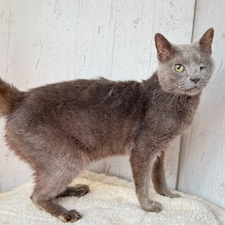 人懐っこさ抜群の愛嬌たっぷりロシアンくん☆