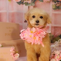 ナナ