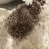 ハリネズミ サムネイル4