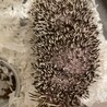 ハリネズミ サムネイル5