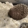 ハリネズミ サムネイル6