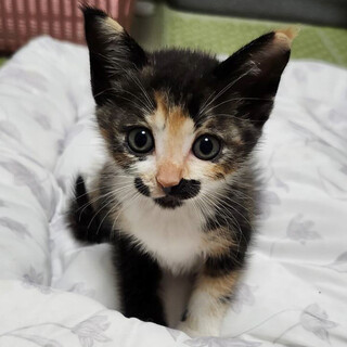 くりくりお目々！甘えん坊『クッキーちゃん』３ヶ月半