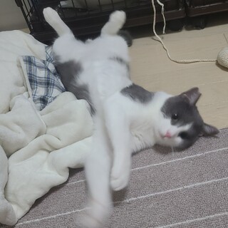 グレーと白の男の子　