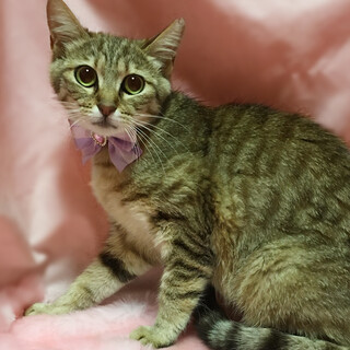 お留守番ＯＫ♪麦わら子猫『かりんちゃん』９ヶ月