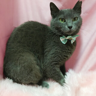 グレーの美猫！クールな『ロマちゃん』３歳位