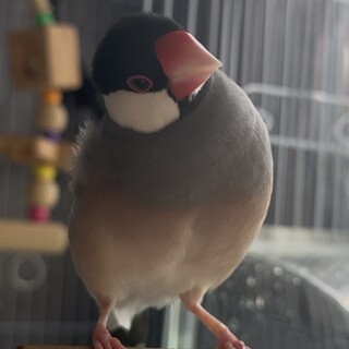 文鳥2羽  里親さん決まりました。