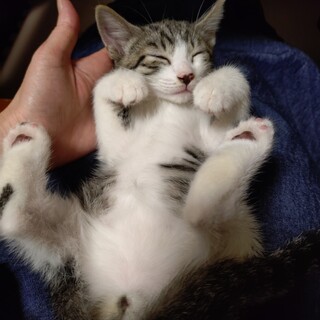 一旦募集停止します