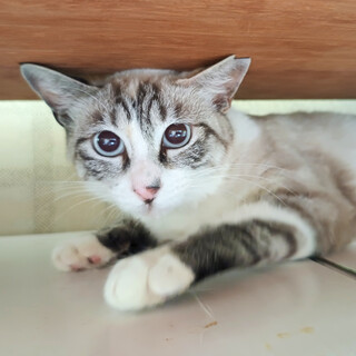 キレイな目のシャムMIX