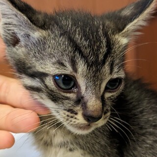 【キジトラ・サバトラ】子猫６月２１日生まれ