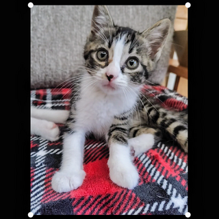 甘えん坊の「すみまる」くん　です