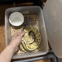 ボールパイソン　大切に飼ってください。　東京台東区