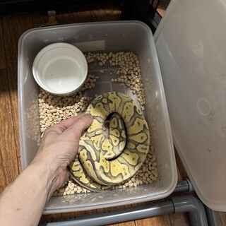 ボールパイソン　大切に飼ってください。　東京台東区