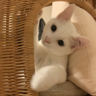 やんちゃで甘えん坊な男の子！