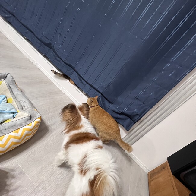 らぽなのカバー写真