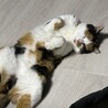 らぽな