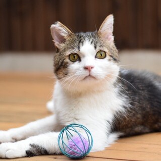 【お見合い歓迎]どんでんくん♡