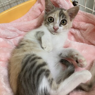 キレイなパステル三毛：めるるちゃん♪