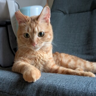 2〜3歳だけど子猫キャラちくわ♂