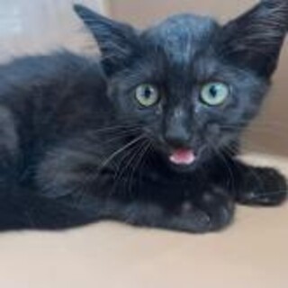 一匹飼いに。人が大好き 甘えん坊 黒猫 坊や3ヶ月