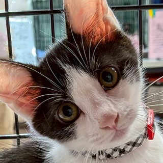 可愛いハチワレ女子❤️りつ