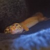 の写真