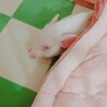 ミヒャ